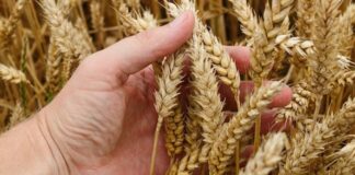 Coldiretti riscopre i cereali dimenticati