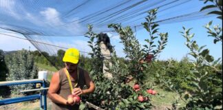 Raccolta delle mele (Foto: Marco Galleran di Villanova del Ghebbo)