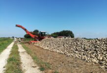 Barbabietola da zucchero: terminata la raccolta bio, è il momento della convenzionale. Stimata un’ottima produzione per il 2024