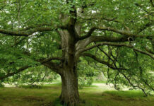 Villanova del Ghebbo aderisce a “Alberi per la Pianura Veneta”