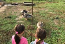 Il 12 ottobre tornano le fattorie didattiche aperte