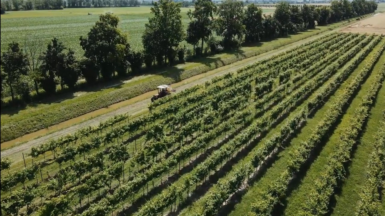 Agrario Munerati - foto vigneto